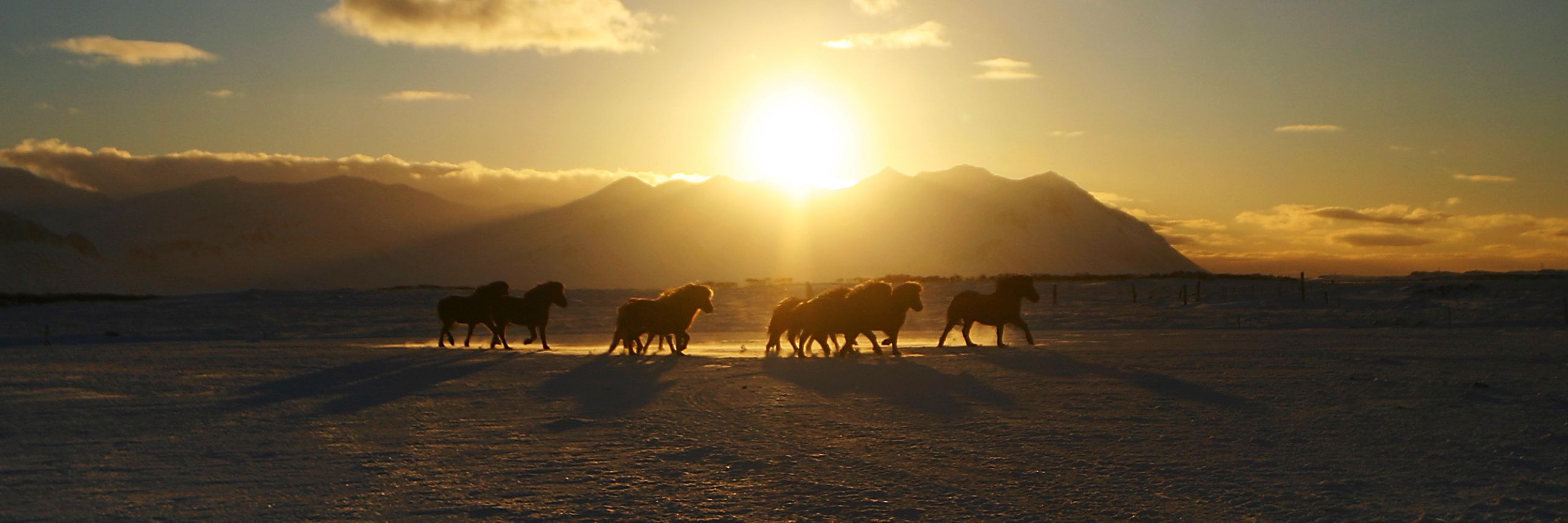 Icelandic Saddles